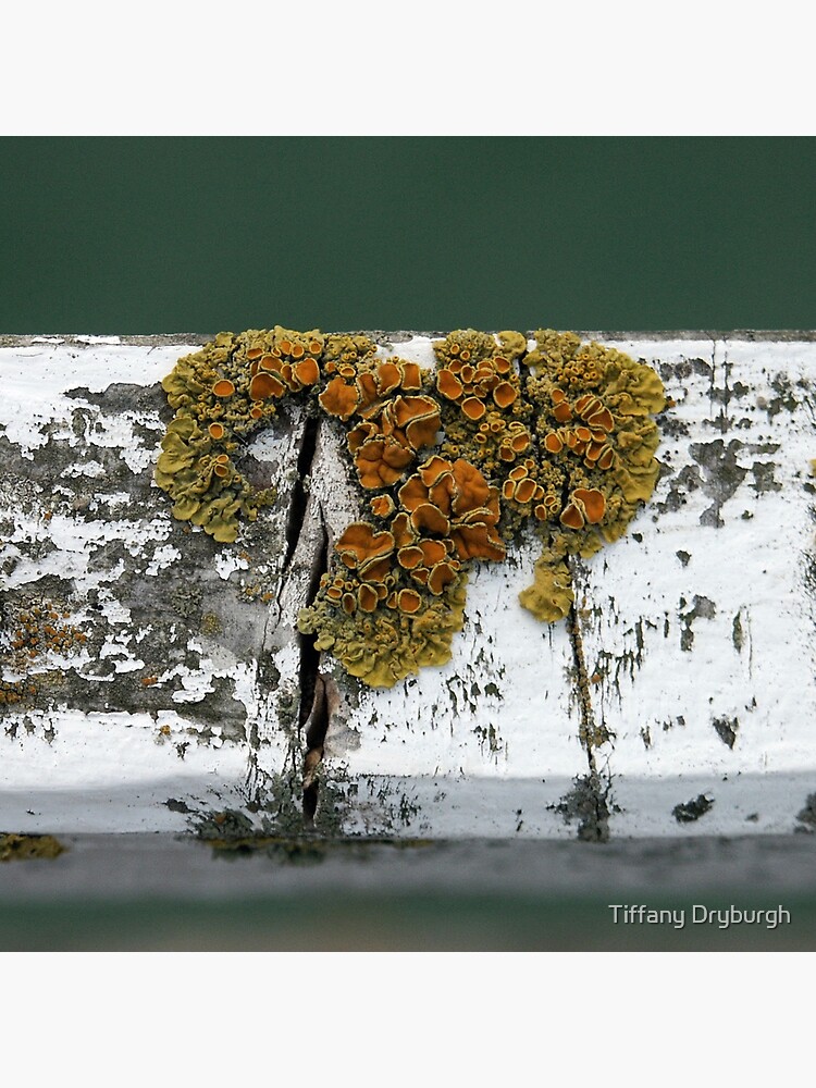 Thumbnail 2 of 2, Tote Bag, Lichen designed and sold by Tiffany.
