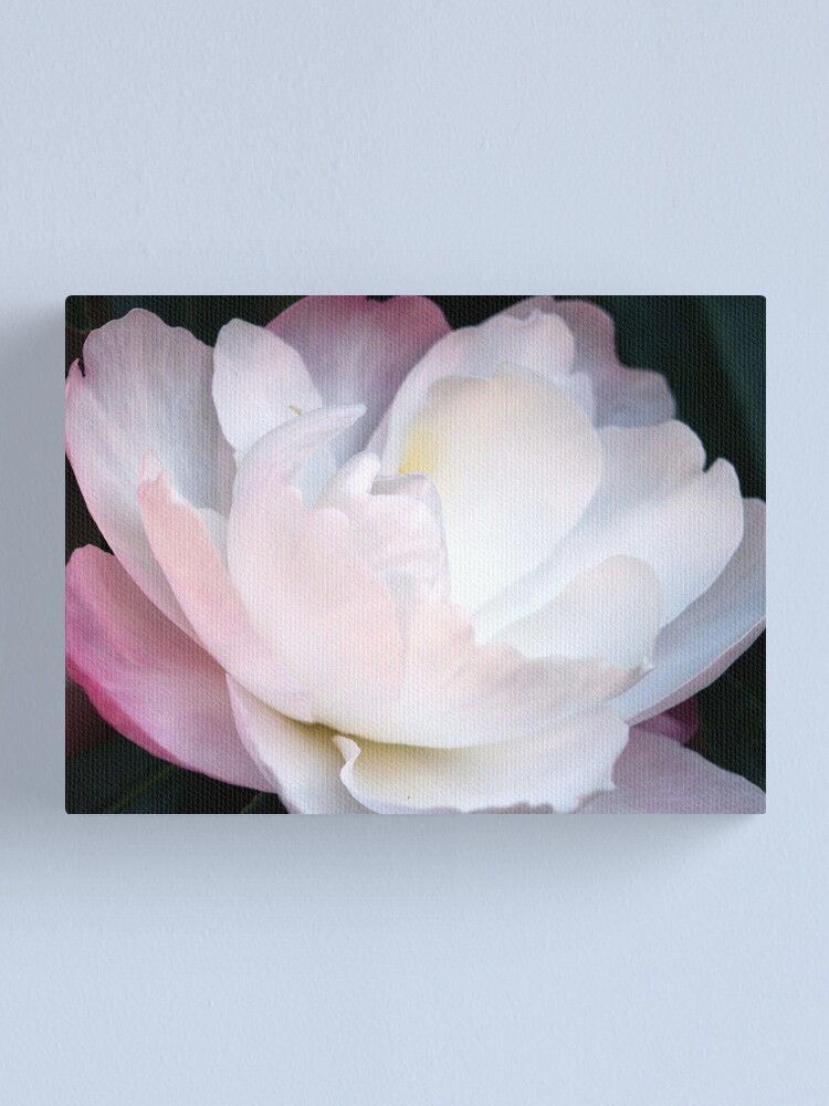 Thumbnail 2 of 3, Canvas Print, Climbing Camelia designed and sold by Tiffany Dryburgh.
