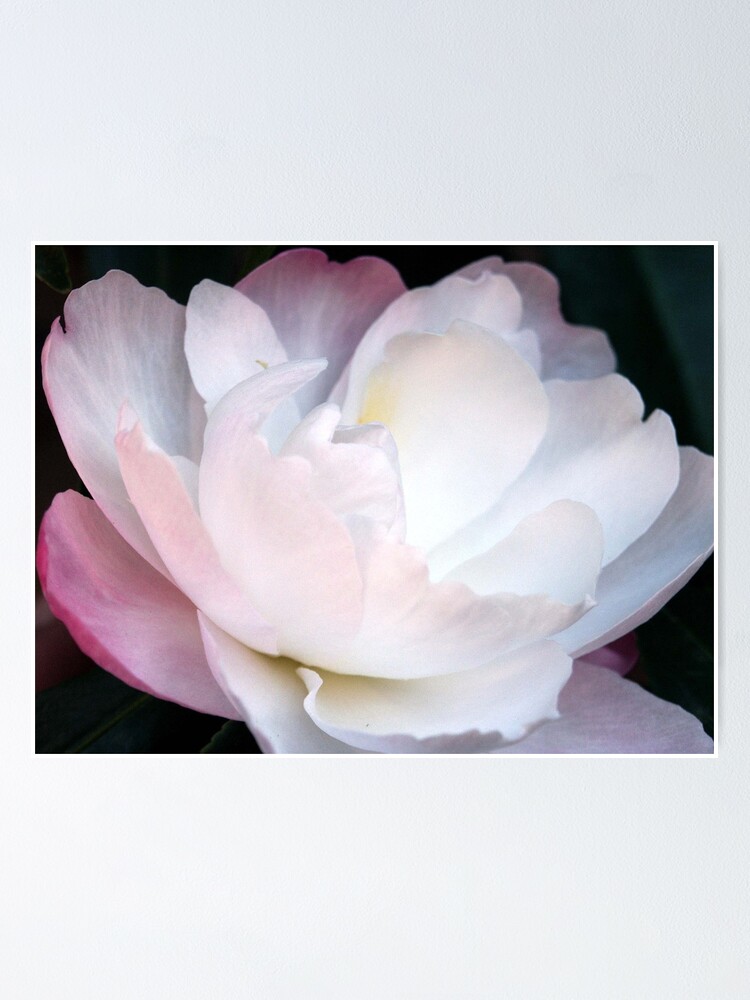 Thumbnail 2 of 3, Poster, Climbing Camelia designed and sold by Tiffany Dryburgh.