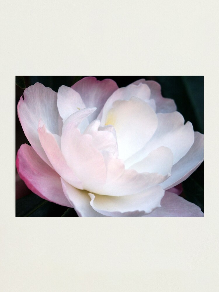 Thumbnail 2 of 3, Photographic Print, Climbing Camelia designed and sold by Tiffany Dryburgh.