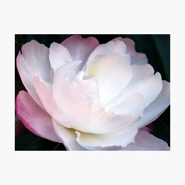Photographic Print
