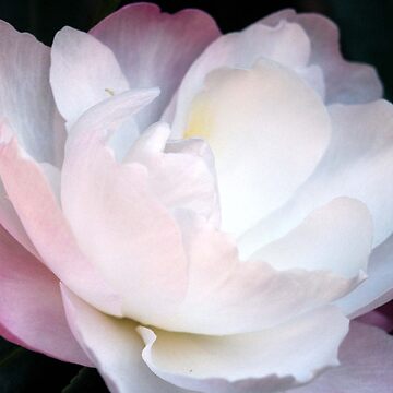 Artwork thumbnail, Climbing Camelia by Tiffany Dryburgh