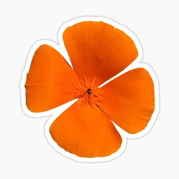 Item preview, Orange Wild California Poppy Flower designed and sold by KsbAesthetics.