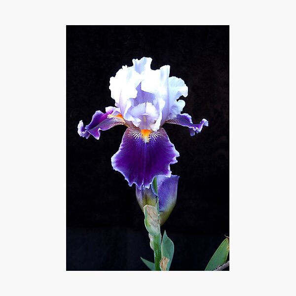 Bearded Iris Photographic Print