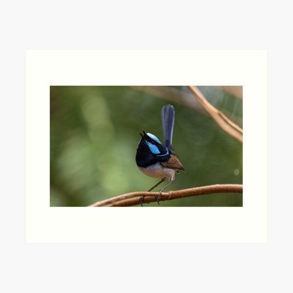 Item preview, Superb Fairy-Wren Singing designed and sold by theleastone.