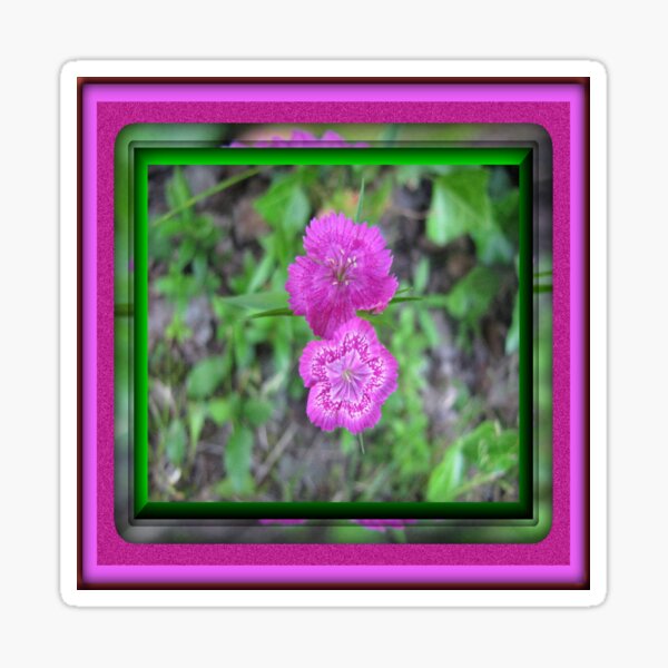 Tiny Pink Flower Framed - Dianthus Sticker