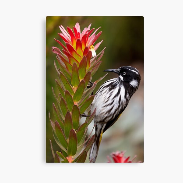 Item preview, New Holland Honeyeater with a Leucadendron flower designed and sold by theleastone.