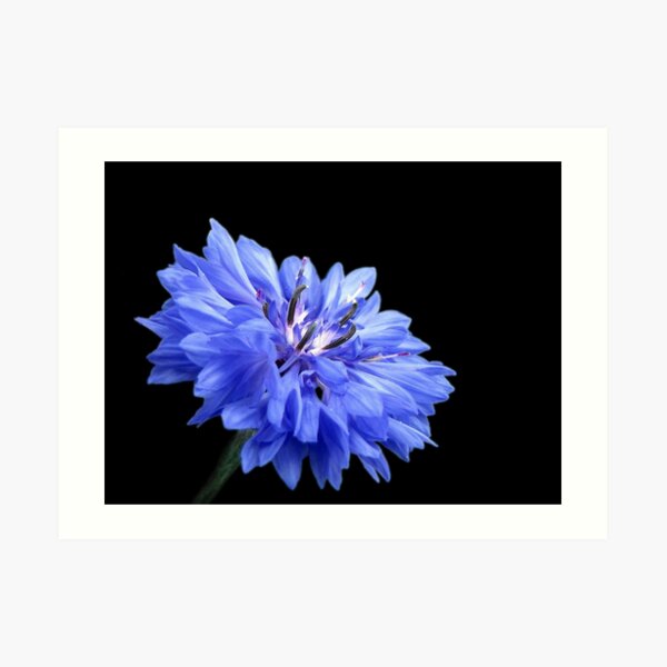 Cornflower Art Print