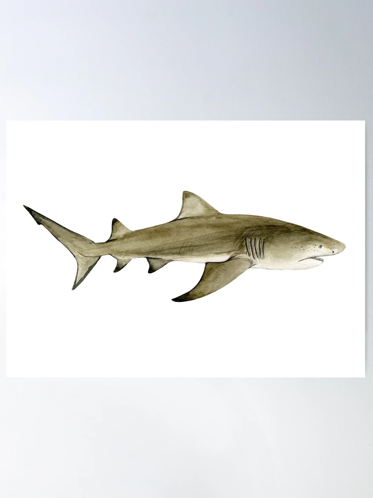 Best gear to fish Lemon Shark, (Negaprion Brevirostris)