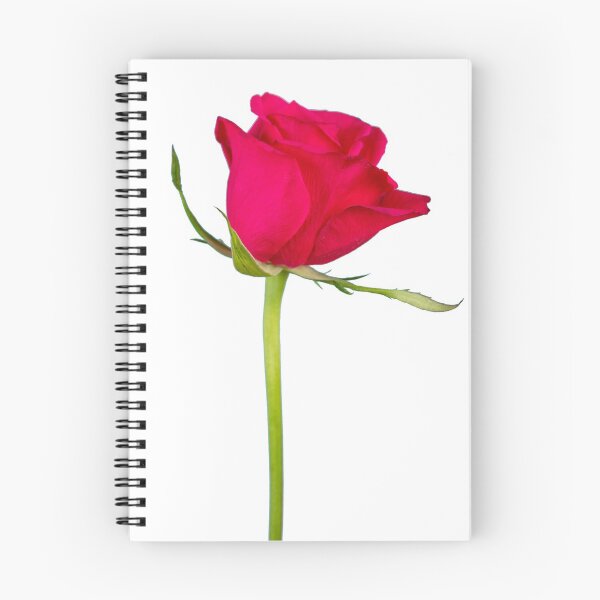 Item preview, Photograph of a single red rose designed and sold by DaveBond.