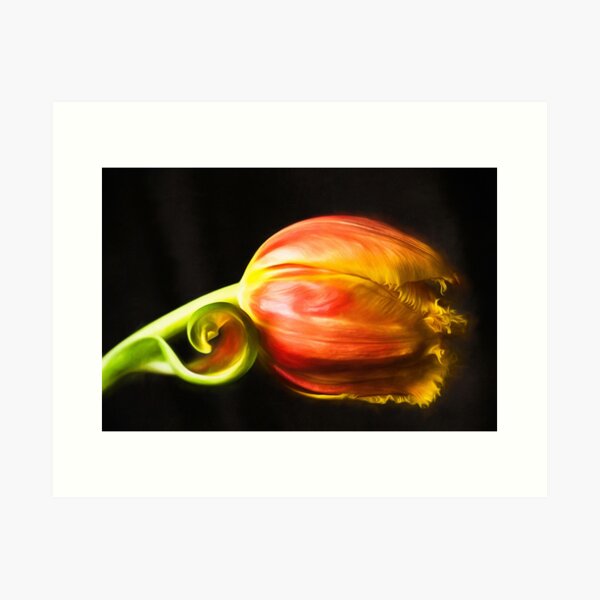 Frilled Tulip Art Print