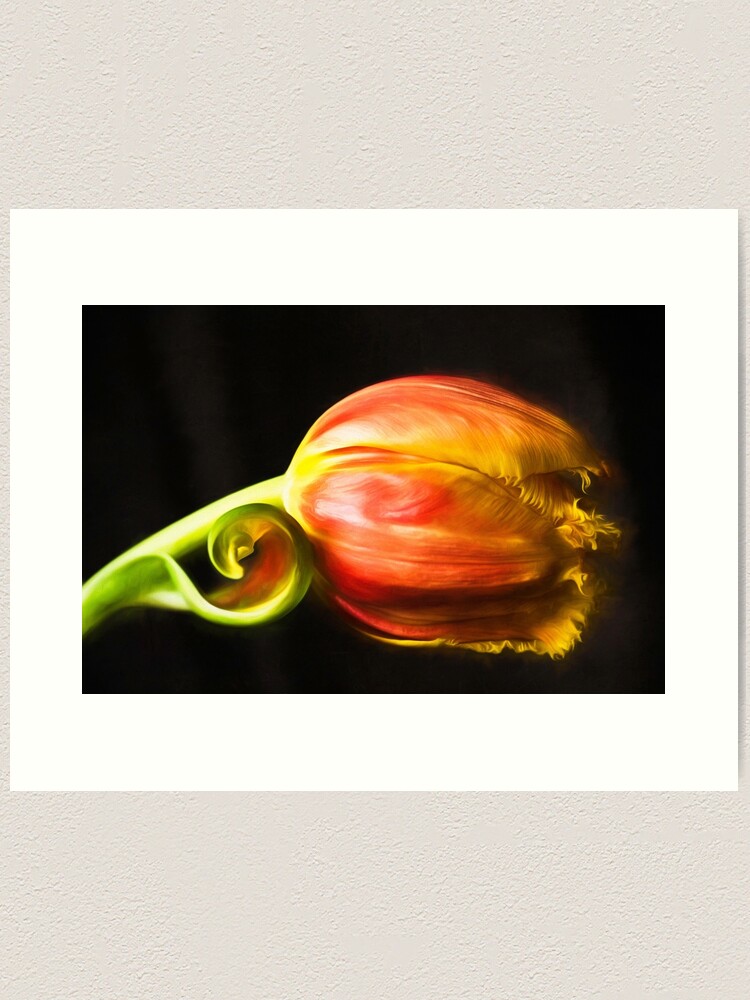 Alternate view of Frilled Tulip Art Print