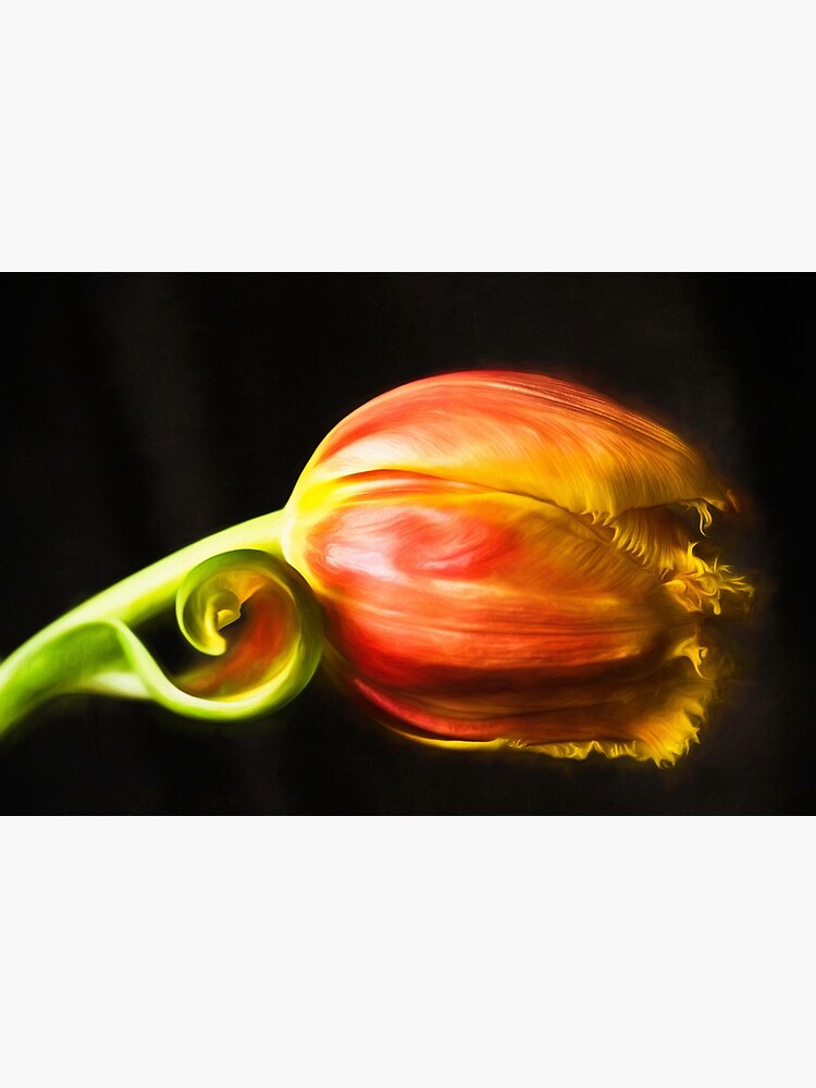 Frilled Tulip by CindiR60