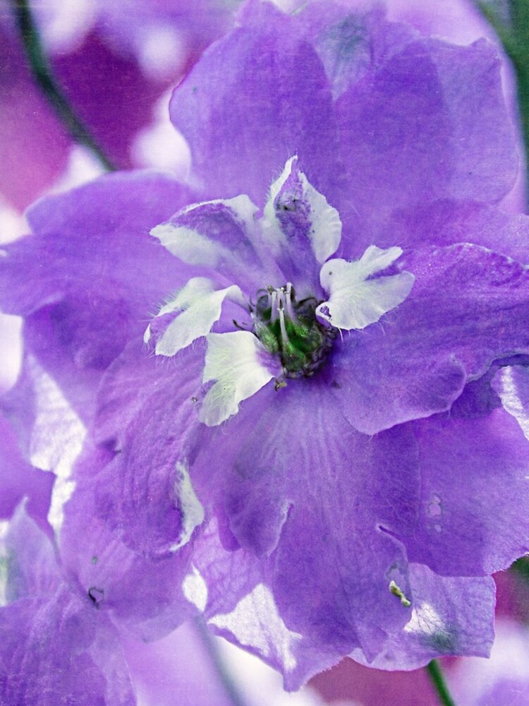 Delphiniums by CindiR60
