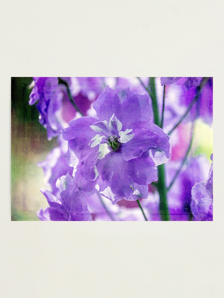 Alternate view of Delphiniums Photographic Print