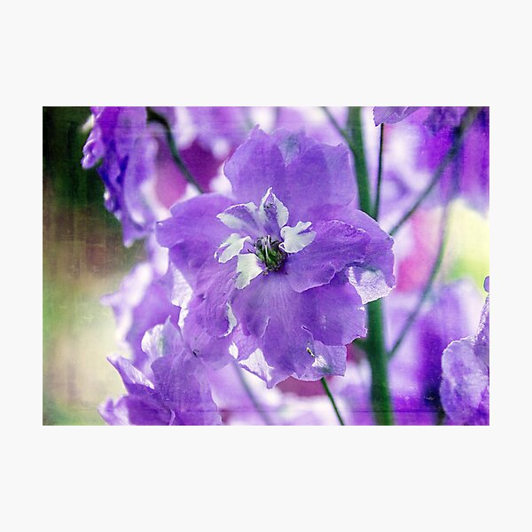 Delphiniums Photographic Print