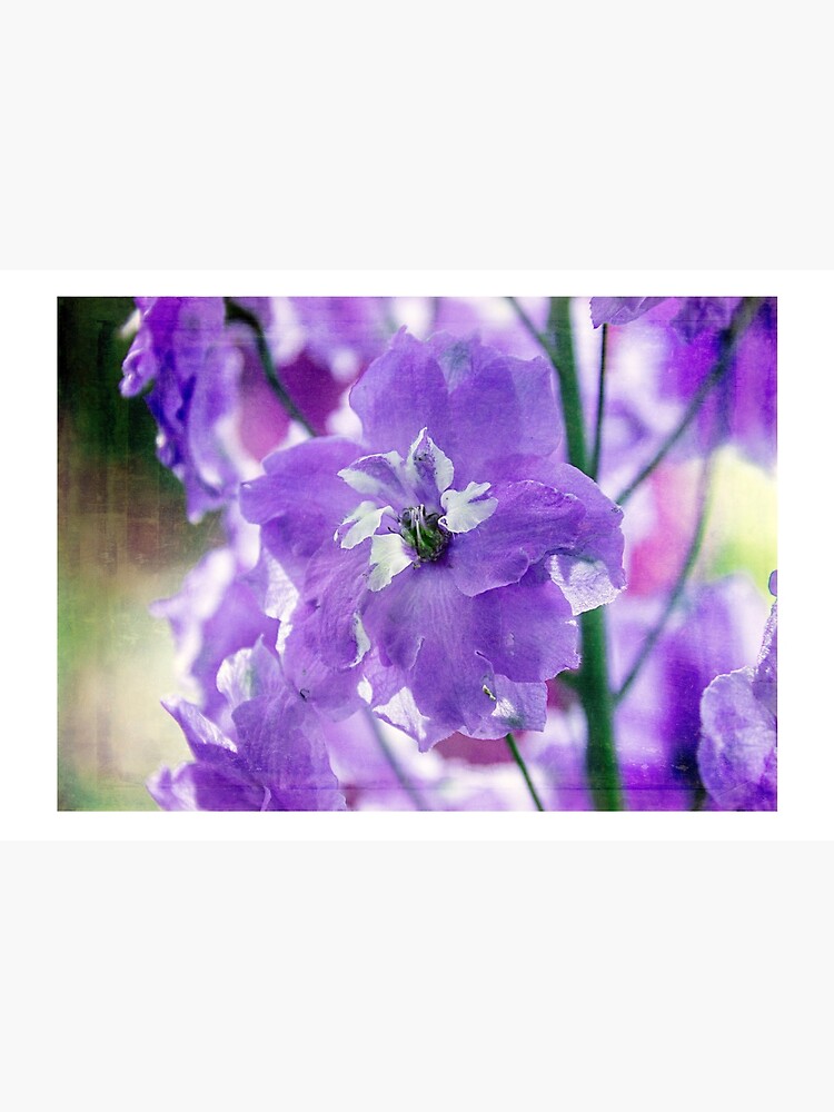 Delphiniums by CindiR60