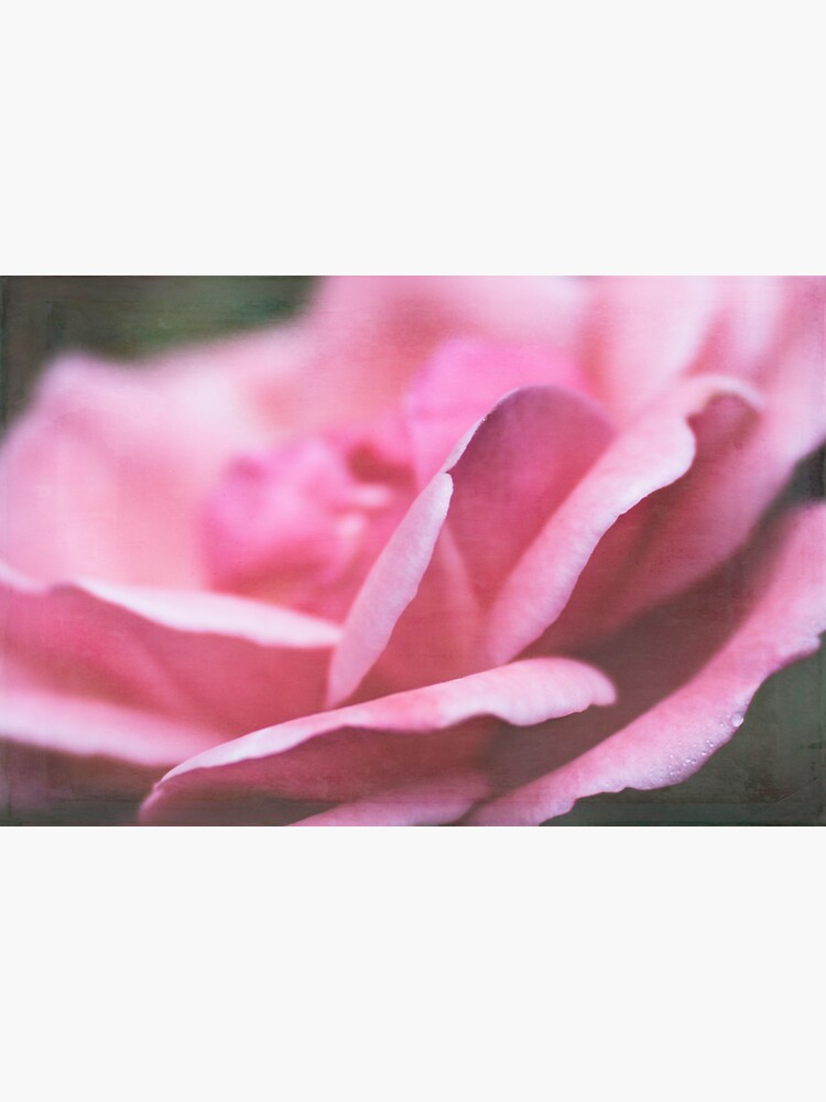 Rose Petals by CindiR60