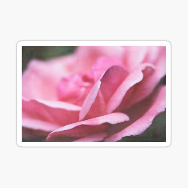 Rose Petals Sticker