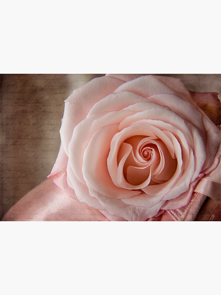 Pink Rose with Ballet Slippers by CindiR60