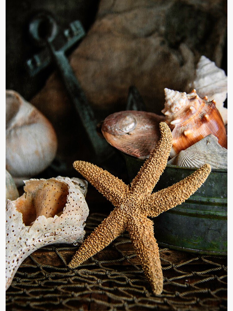 Starfish and Seashells by CindiR60
