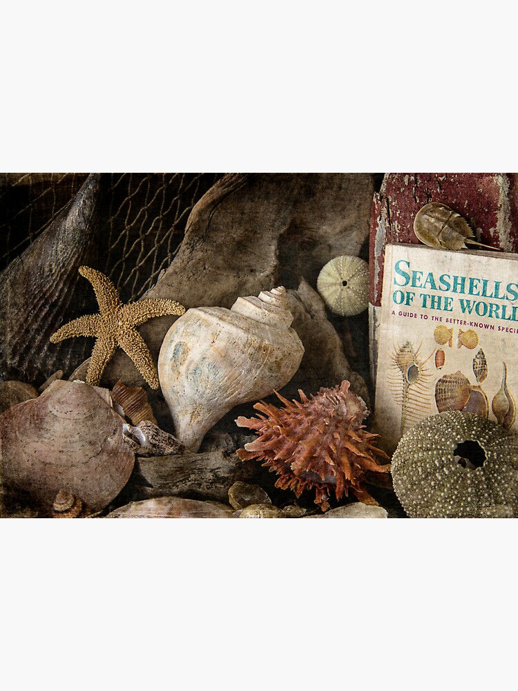World Of Seashells by CindiR60
