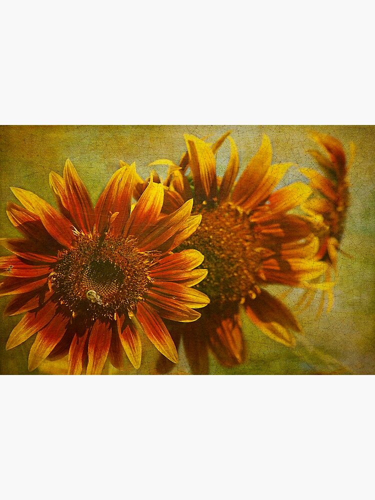 Sunflower Trio by CindiR60