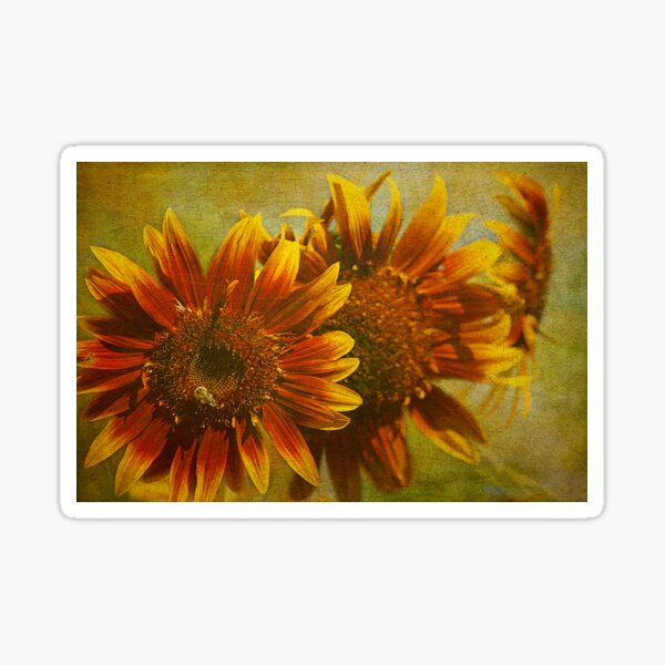 Sunflower Trio Sticker