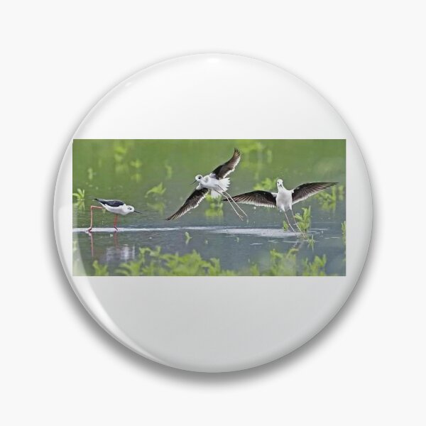 Item preview, Fuhaiwei wetland stilt plover, stilt plover foraging for food designed and sold by zenger2021.