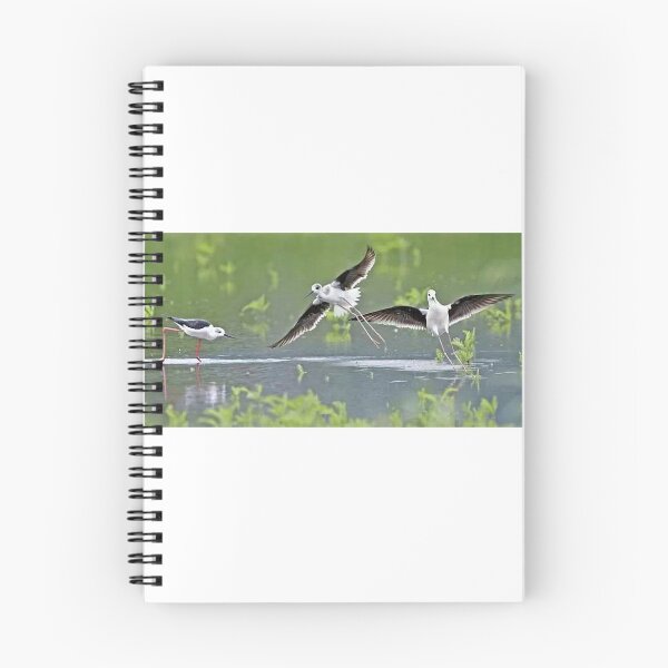 Item preview, Fuhaiwei wetland stilt plover, stilt plover foraging for food designed and sold by zenger2021.