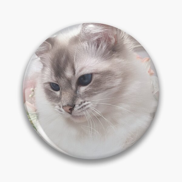 Item preview, Saoirse the lynx ragdoll cat designed and sold by Fluffycat2020.