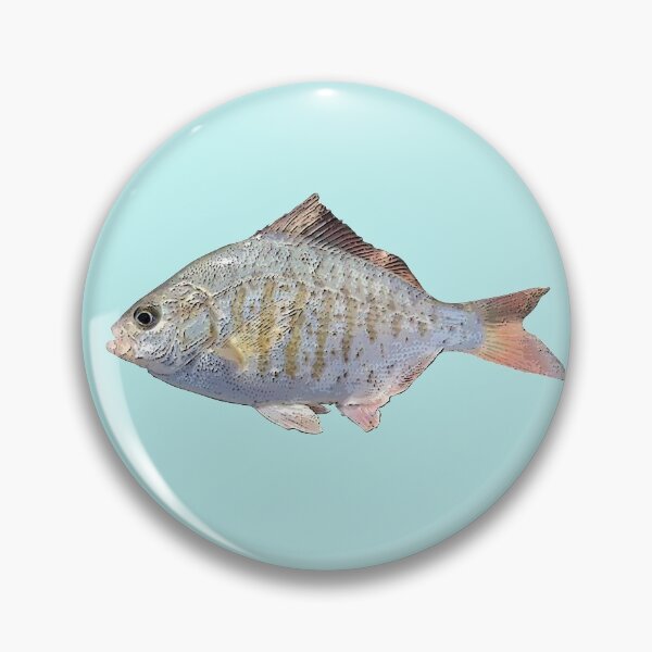 Item preview, Redtail Surf Perch Color Print  designed and sold by designsasstultd.