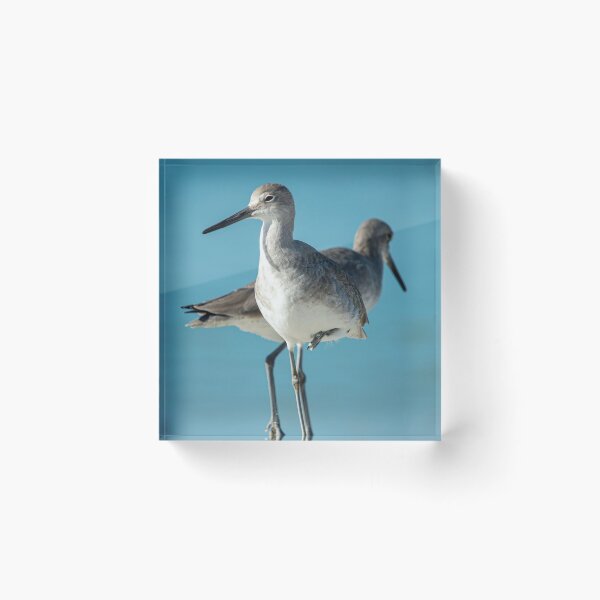 Item preview, Florida Sandpiper designed and sold by Frank Parisi.