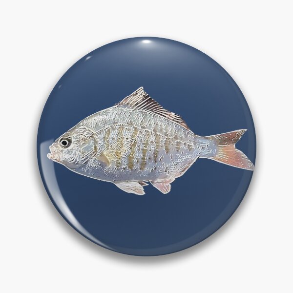 Item preview,  Redtail Surf Perch White Alternate Print  designed and sold by designsasstultd.