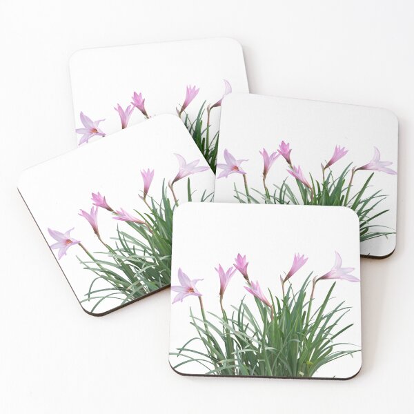 Item preview, Pink rain Lily (Zephyranthes rosea) Flowers isolated on white background designed and sold by svetlanna.