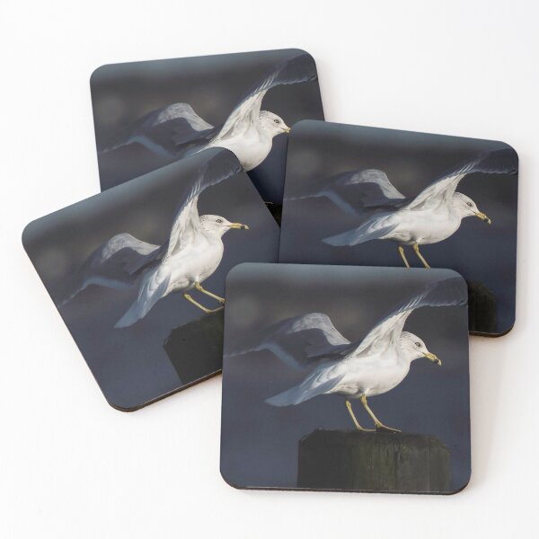 Item preview, Gull in the Spotlight designed and sold by Frank Parisi.