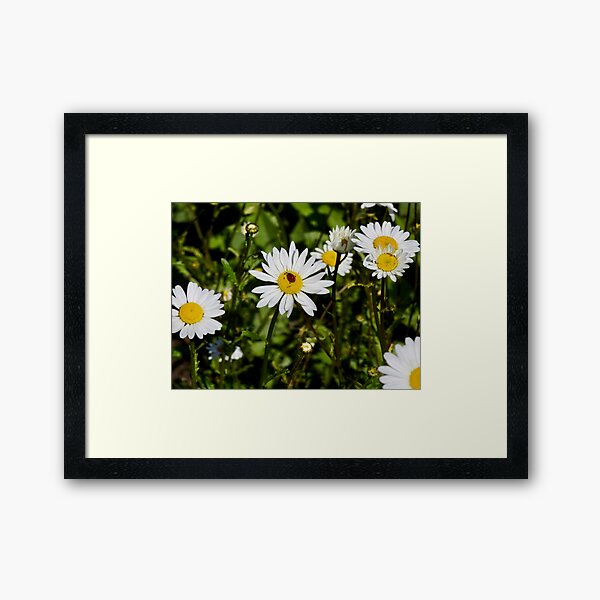 Framed Print