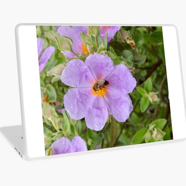 Macbook Air 13" (2015)