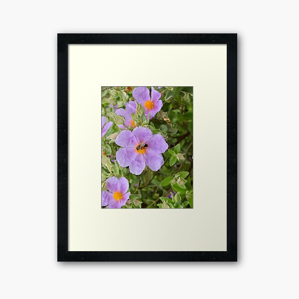 Framed Print