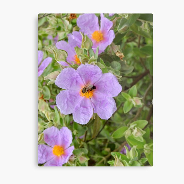 Metal Print