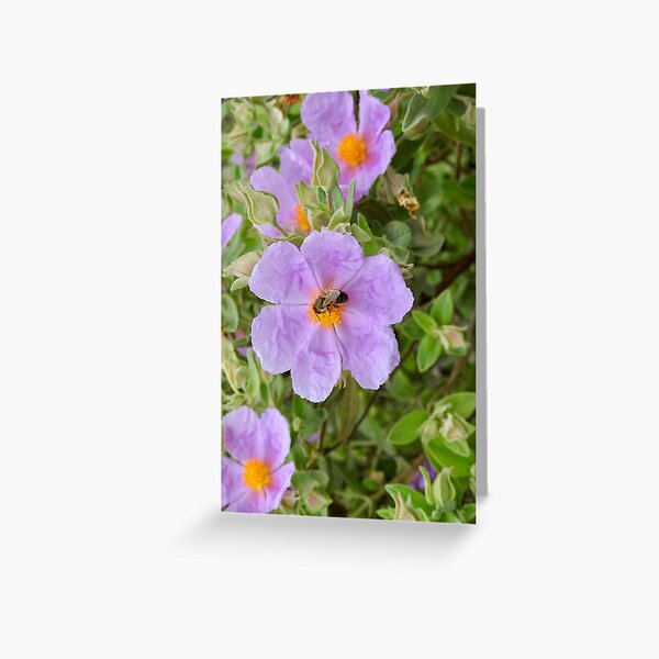 Greeting Card