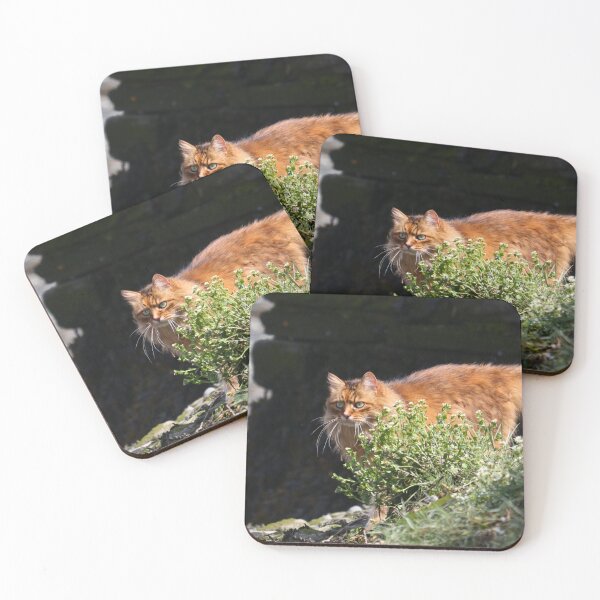 Item preview, Hide & seek designed and sold by GreyFeatherPhot.