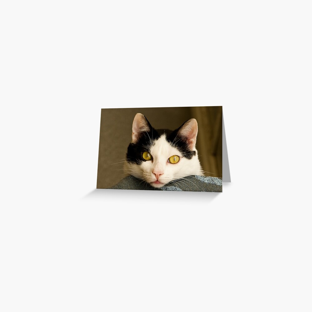 Cat eyes Greeting Card