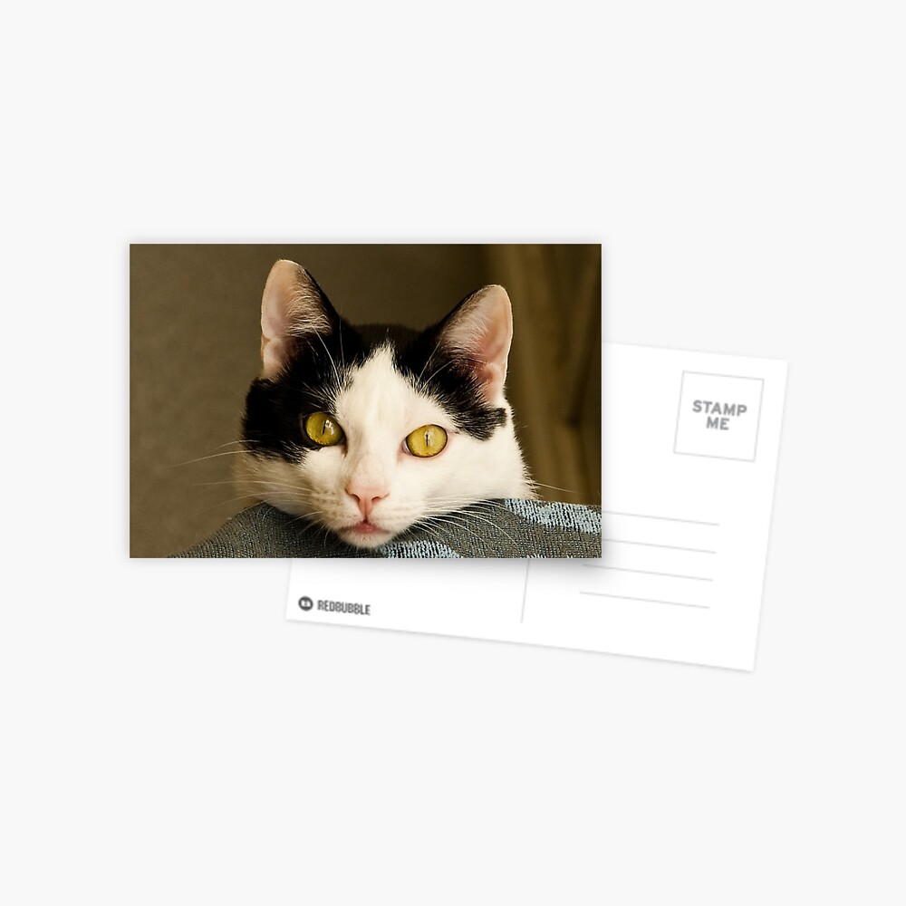 Cat eyes Postcard