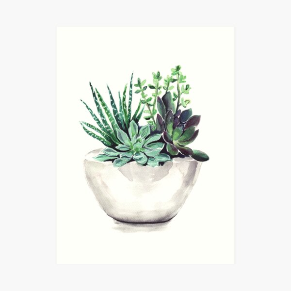 Succulents Art Print