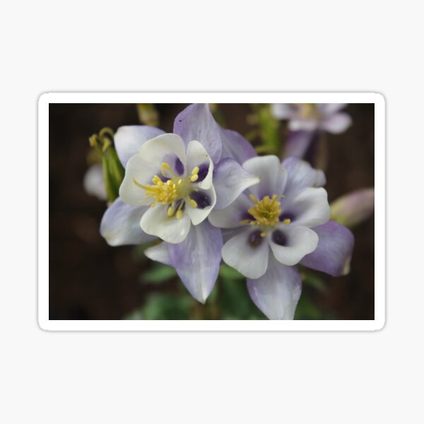 Blue Columbines Sticker