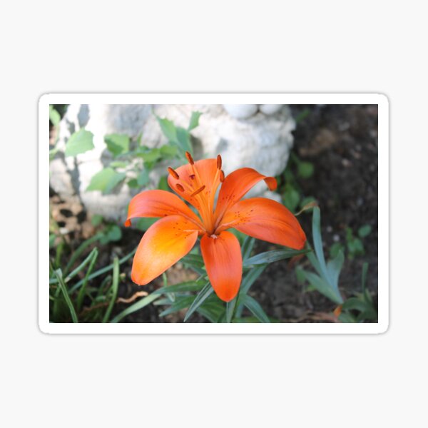 Tiger Lilly Sticker