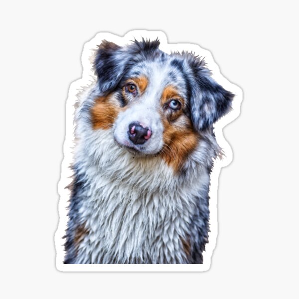 Artikel-Vorschau von Australian Shepherd, designt und verkauft von BonniePhantasm.