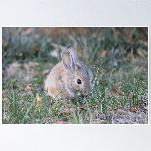 Item preview, Grass eating Rabbit designed and sold by Snowkitten.