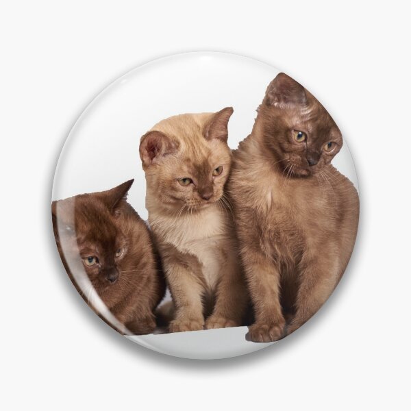 Item preview, Three cute kittens designed and sold by Mrdonut19.